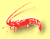 logopicc