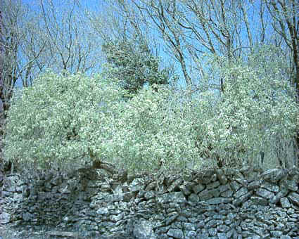 Prunus mahaleb cespugli