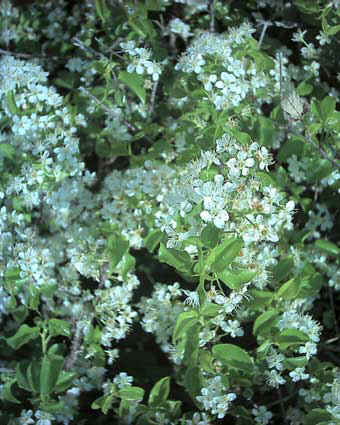 Prunus mahaleb fiori