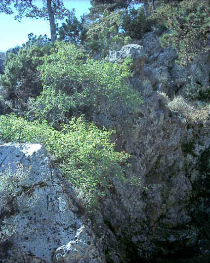 Prunus mahaleb sul Monte Ossero