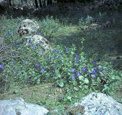 Fiori di Vinca