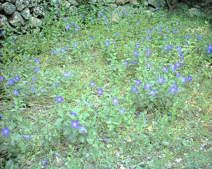 Vinca nel prato