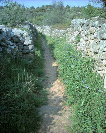 Vinca nel sentiero tra le masiere